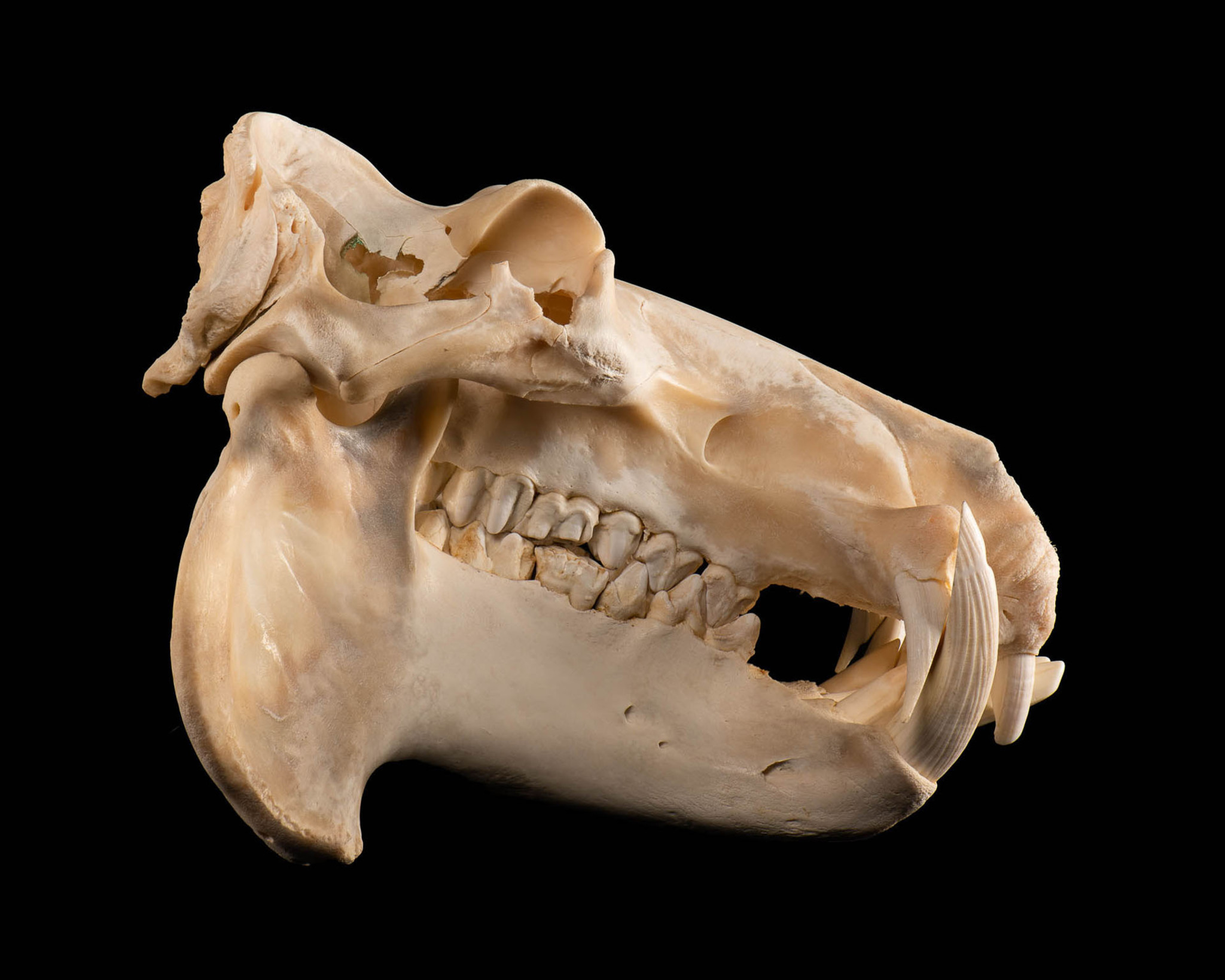 Hippo Skull For Sale | Splitting Image Taxidermy